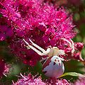 Misumena vatia (female)