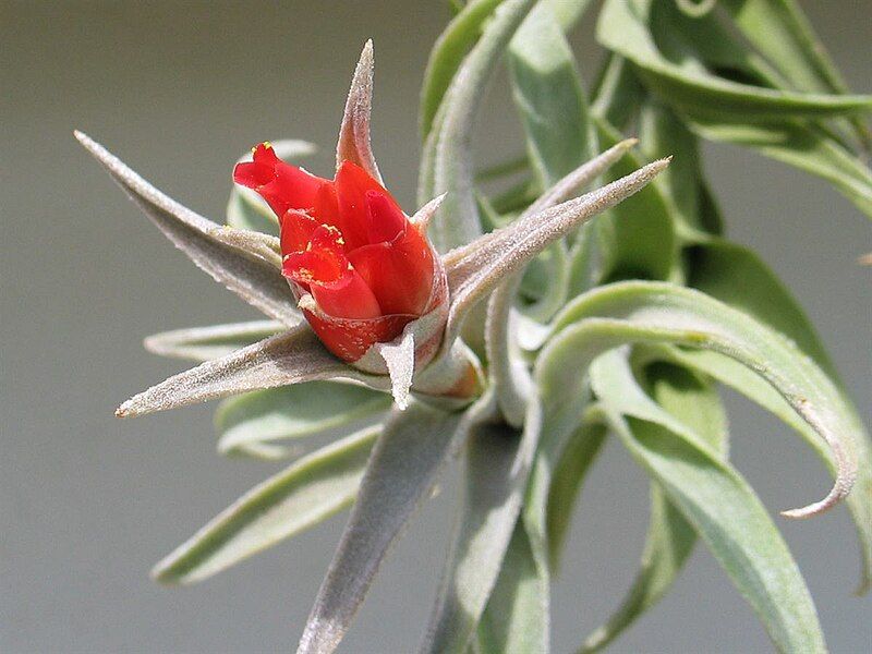 File:Tillandsia edithiae 20080515.jpg