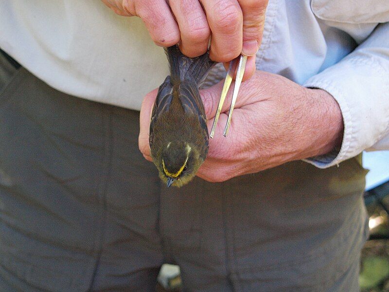 File:Top-view Yellow-bellied Chat-Tyrant.jpg