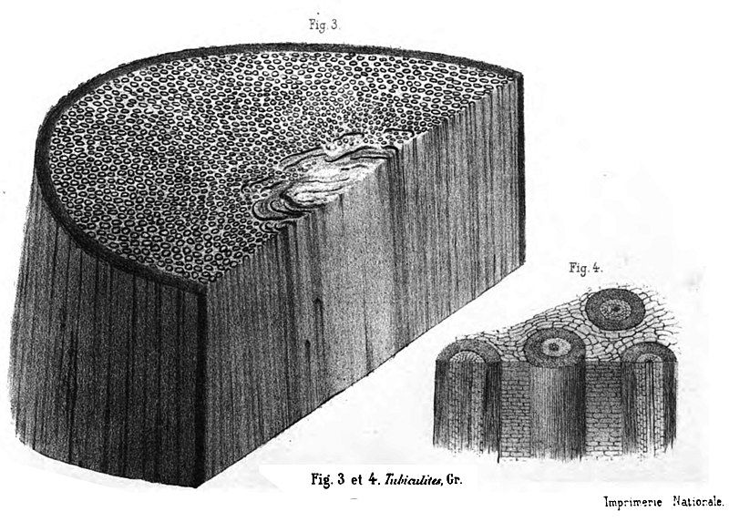 File:Tubiculites.jpg