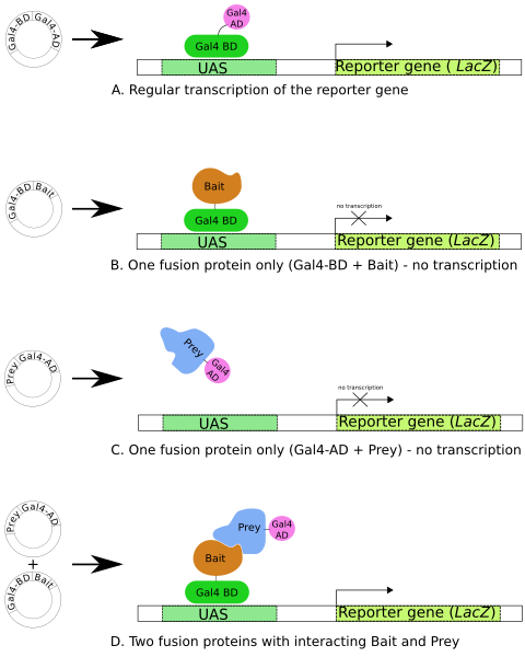 File:Two hybrid assay.svg