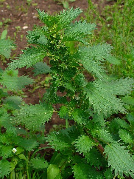 File:Urtica urens 002.JPG