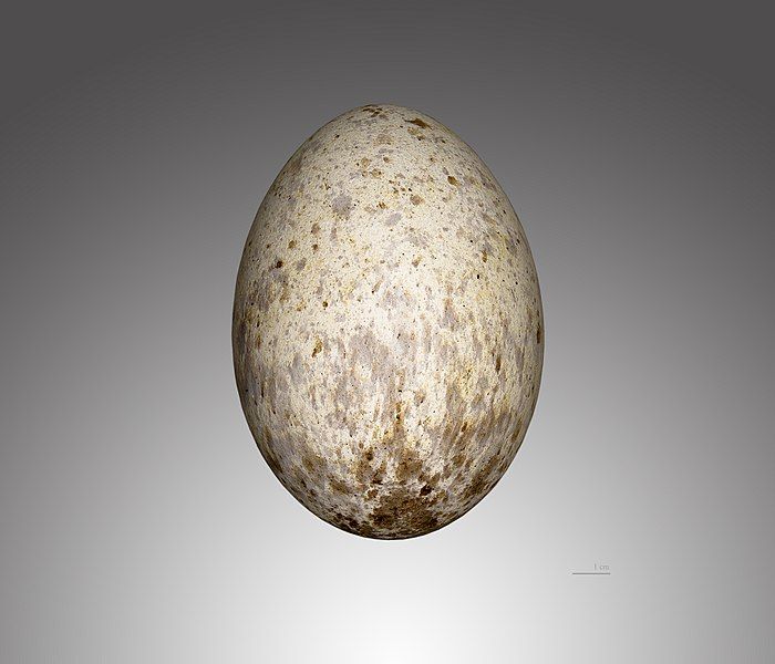 File:Vautour moine MHNT.jpg