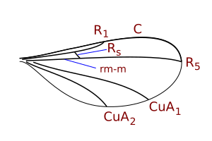 File:Winnertziini wing veins.svg