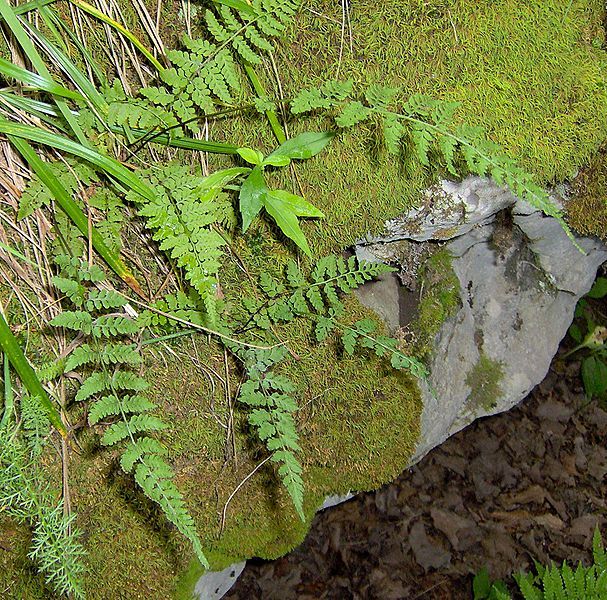 File:Woodsia obtusa-habitat.jpg