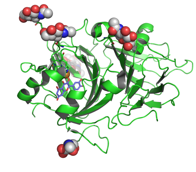 File:1H1i quercetine2-3-dioxygenase.png