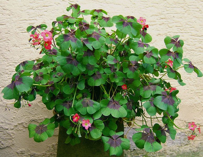 File:2007-07-01Oxalis tetraphylla04.jpg