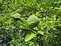 Green fruits