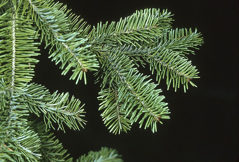 File:Abies balsamea branch.jpg