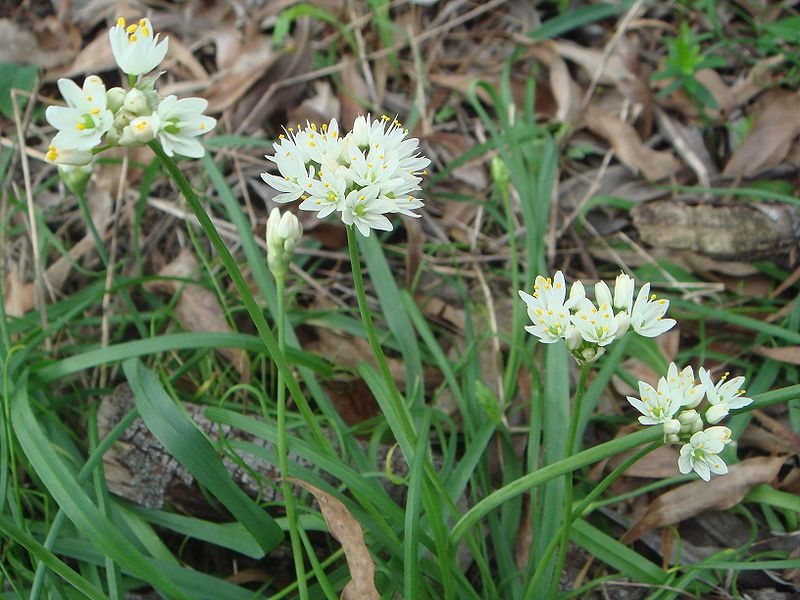 File:Allium subvillosum.JPG