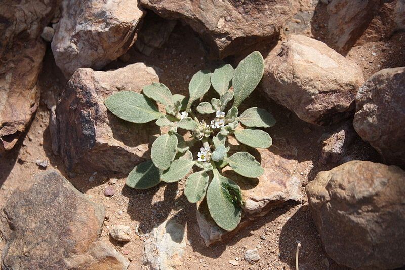 File:Anastatica hierochuntica flower.JPG