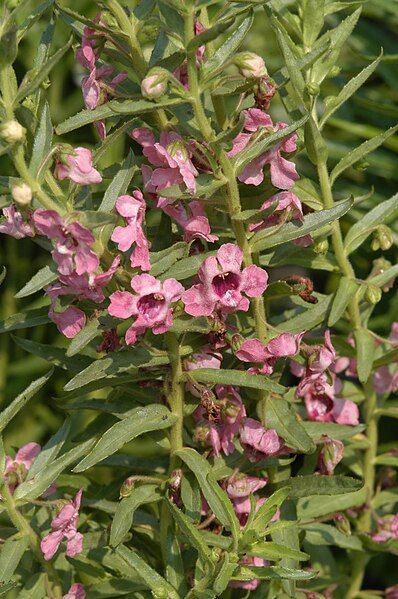 File:Angelonia biflora2.jpg