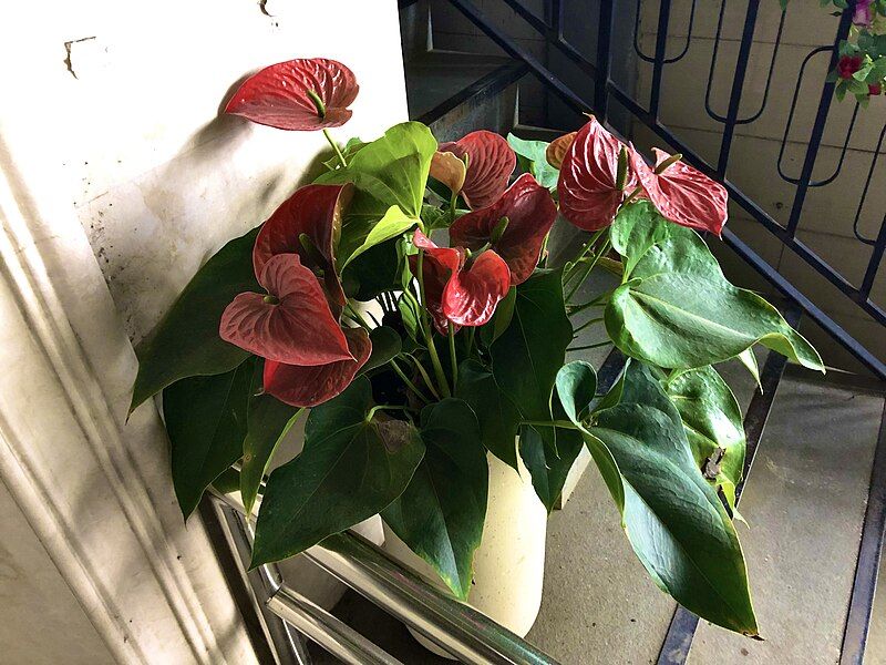 File:Anthurium andraeanum 2024.jpg