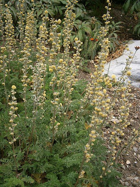 File:Artemisia atrata 01.JPG