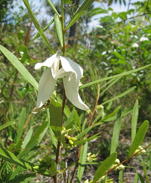 File:Asimina longifolia.jpg