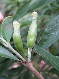 Developing fruit, Australian National Botanic Gardens, Canberra