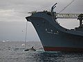 Sister ship Yūshin Maru with a Whale