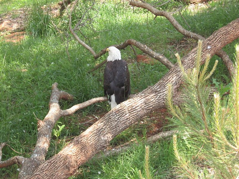 File:BaldEagleOKCZoo.JPG