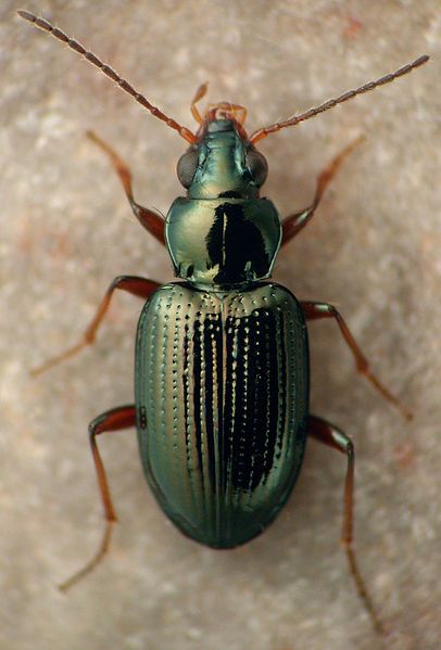 File:Bembidion nigrum.jpg