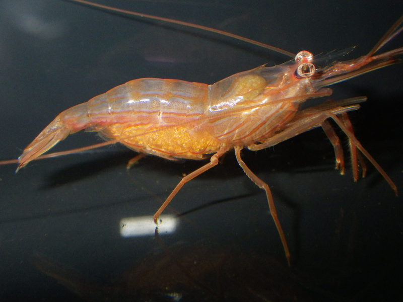 File:Berried peppermint shrimp.png