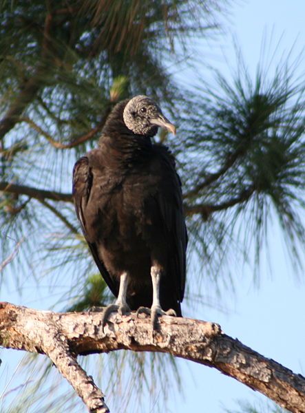 File:Black Vulture (1).jpg