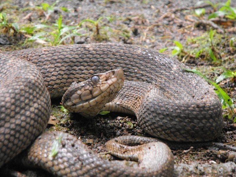 File:Bothrops caribbaeus.jpg