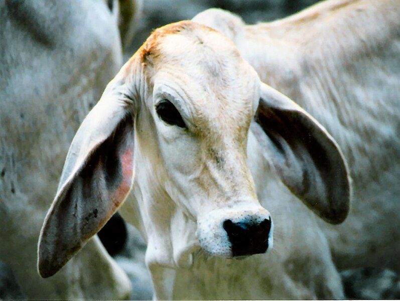 File:Brahman Baby.jpg