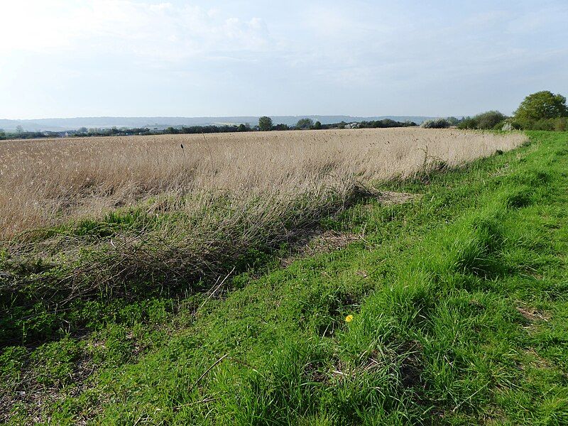 File:Burham Marsh 4.jpg