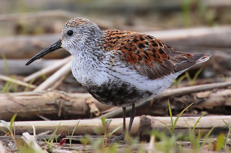 File:Calidris-alpina-001 edit.jpg