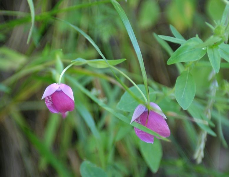 File:Calochortus amoenus.jpg