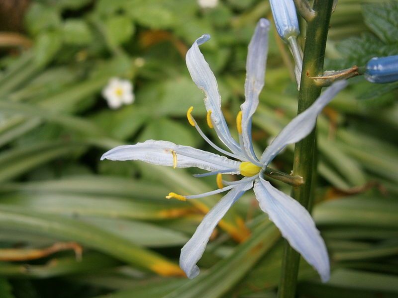 File:Camassia cusickii close-up2.jpg