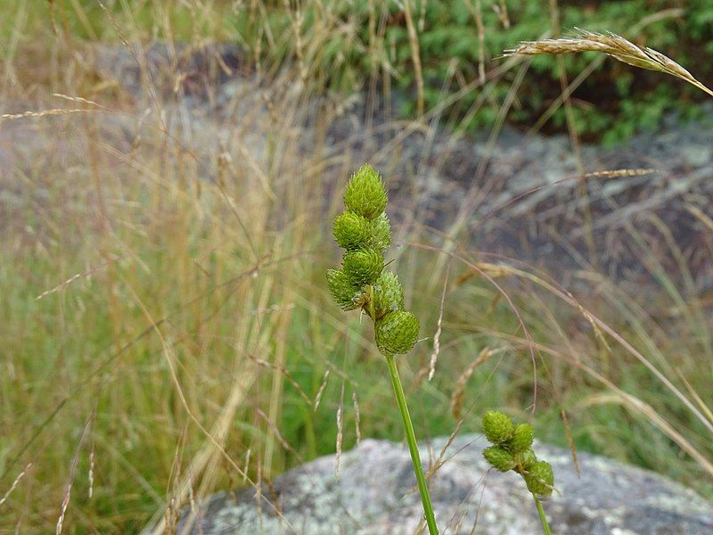 File:Carex cumulata 84757225.jpg