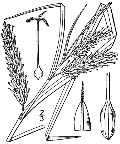 File:Carex schweinitzii BB-1913.png