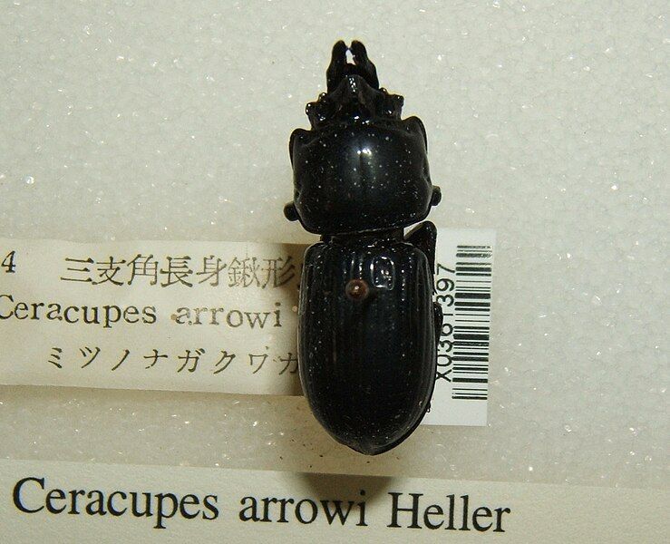 File:Ceracupes arrowi sjh.jpg