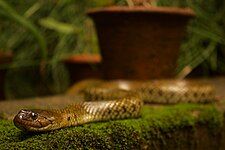 Checkered keelback basking