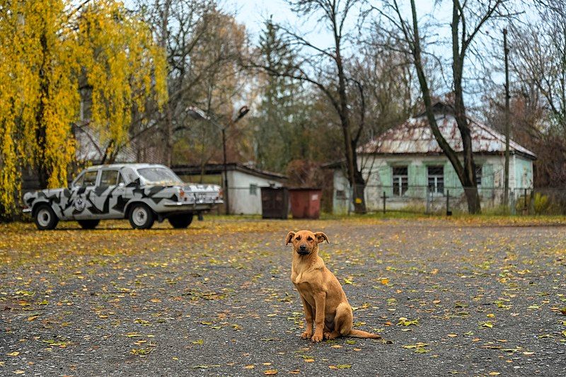 File:Chernobyl (38365891522).jpg