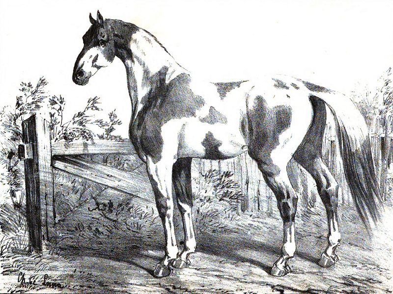 File:Cheval de Dongolah.jpg