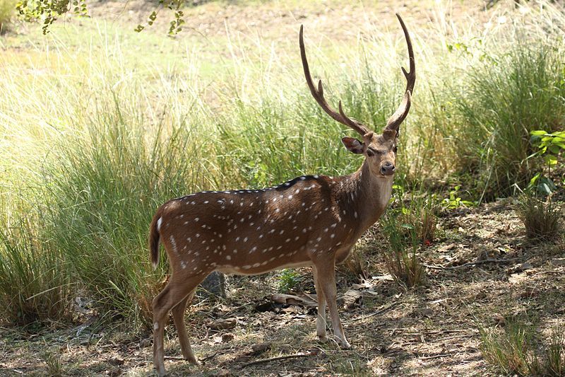 File:Chital (8458215435).jpg