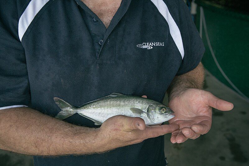 File:Clean Seas Hatchery.jpg