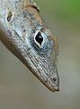 Female brown anole up close