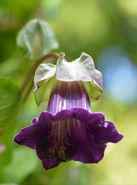 File:Cobaea scandens 4259.jpg