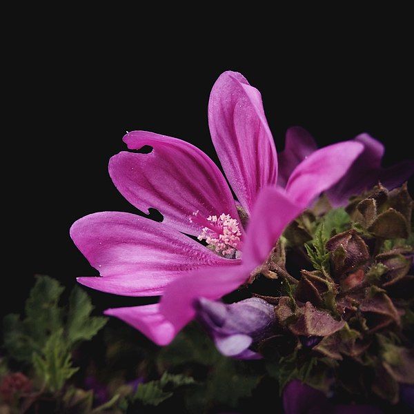 File:Common mallow closeup.jpg