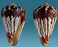 Conus verdensis