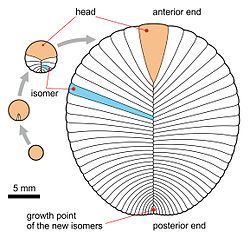 Ontogeny of Dickinsonia costata following the glide reflection intepretation