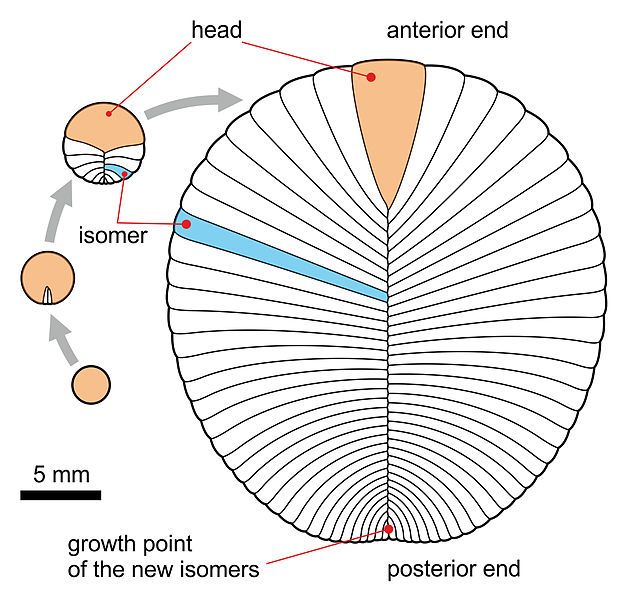 File:Dickinsonia costata Ontogeny.jpg