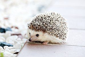 Picture of a cute hedgehog