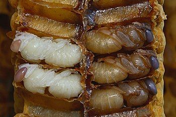 Bee pupae