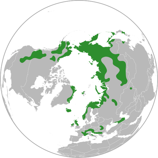 File:Dryas octopetala distribution.svg