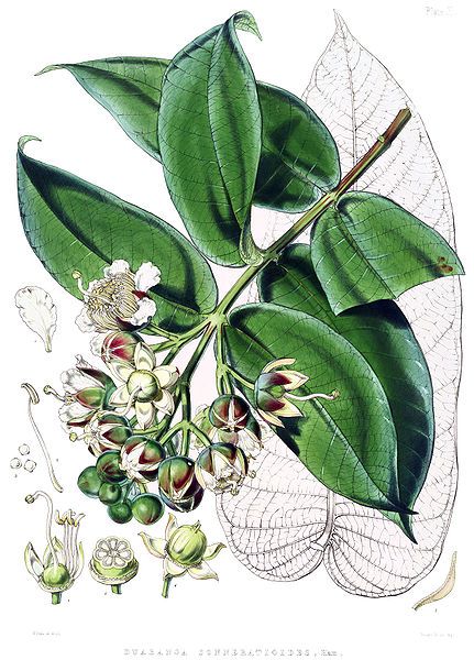 File:Duabanga sonneratioides.jpg