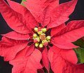 Poinsettia Euphorbia pulcherrima